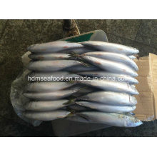 200-300g Frozen Pacific Mackerel Fish
